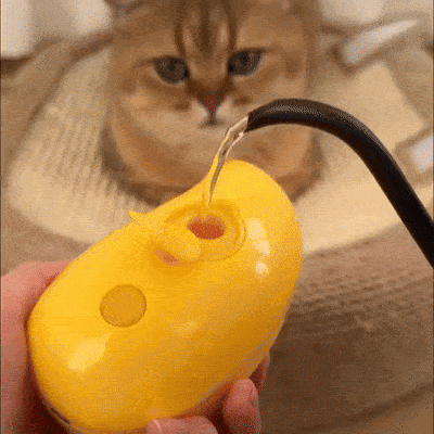 Steamy Brush for Cats | 3-in-1 Grooming Tool for Your Furry Friend!