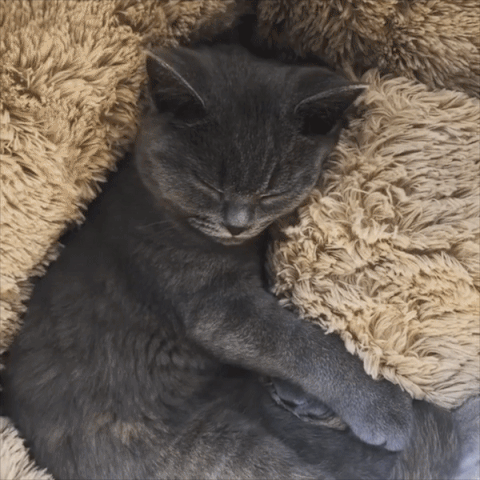 Cat Bed for Indoor Cats | Cozy Round Pet Bed for Sleeping, Cuddling & Comfort